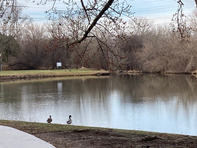 Two birds are standing on the ground near a lake.